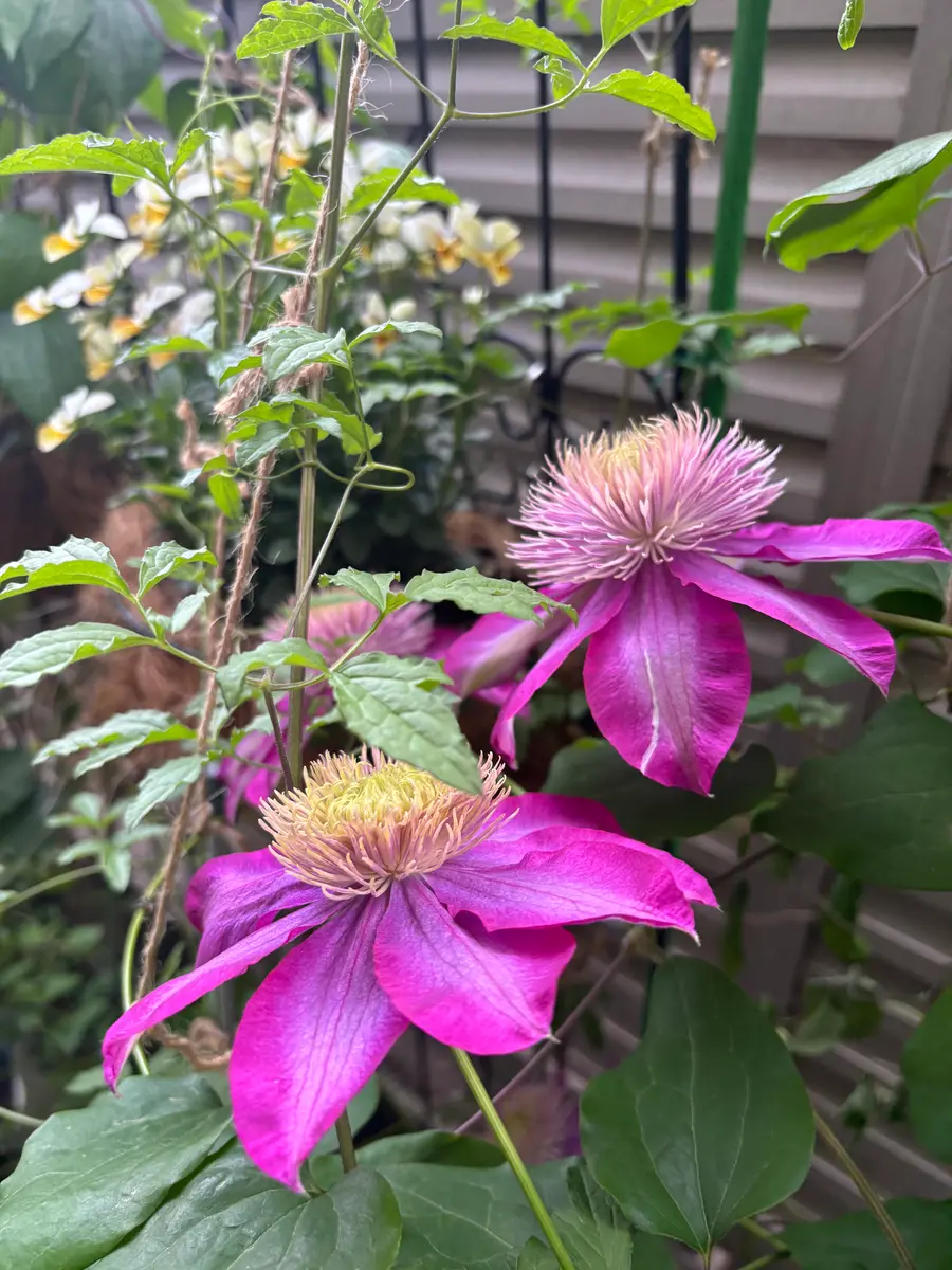 花を見ていると🌸🍀｜園芸日記byぴょこぴょこ｜みんなの趣味の園芸