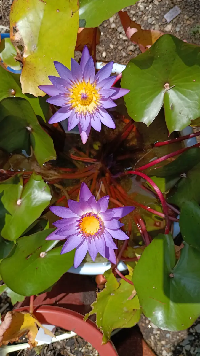 ニンフの調べが 聴こえるか(💠熱帯睡蓮植え替え💠)｜園芸日記by三毛猫