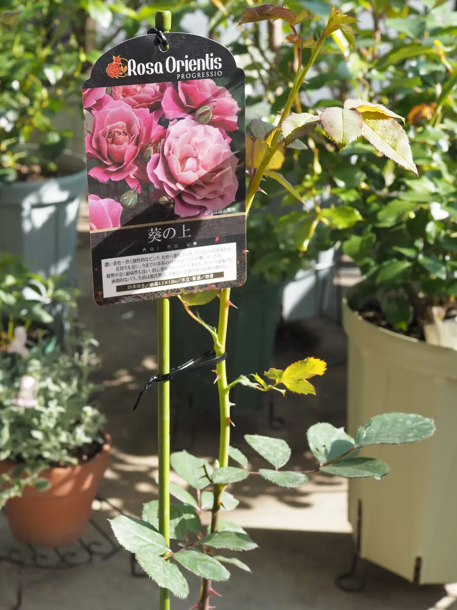 初)薔薇を迎えてしまったわよ〜｜園芸日記byいさこ｜みんなの趣味の