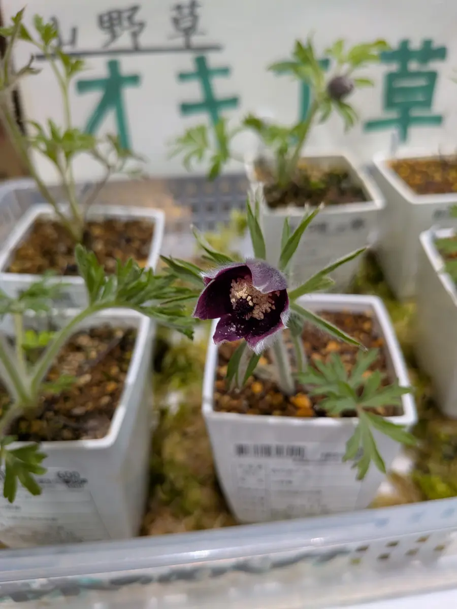 山野草🌿｜園芸日記byももクリスマス｜みんなの趣味の園芸｜1443358