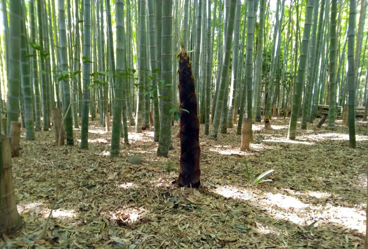 竹林の整備｜園芸日記byTsunechan｜みんなの趣味の園芸｜1443494