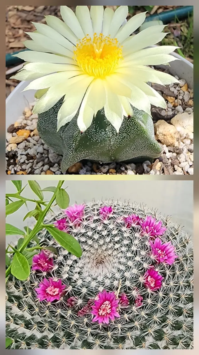 サボテンの花｜園芸日記byオオネコ｜みんなの趣味の園芸｜1443512