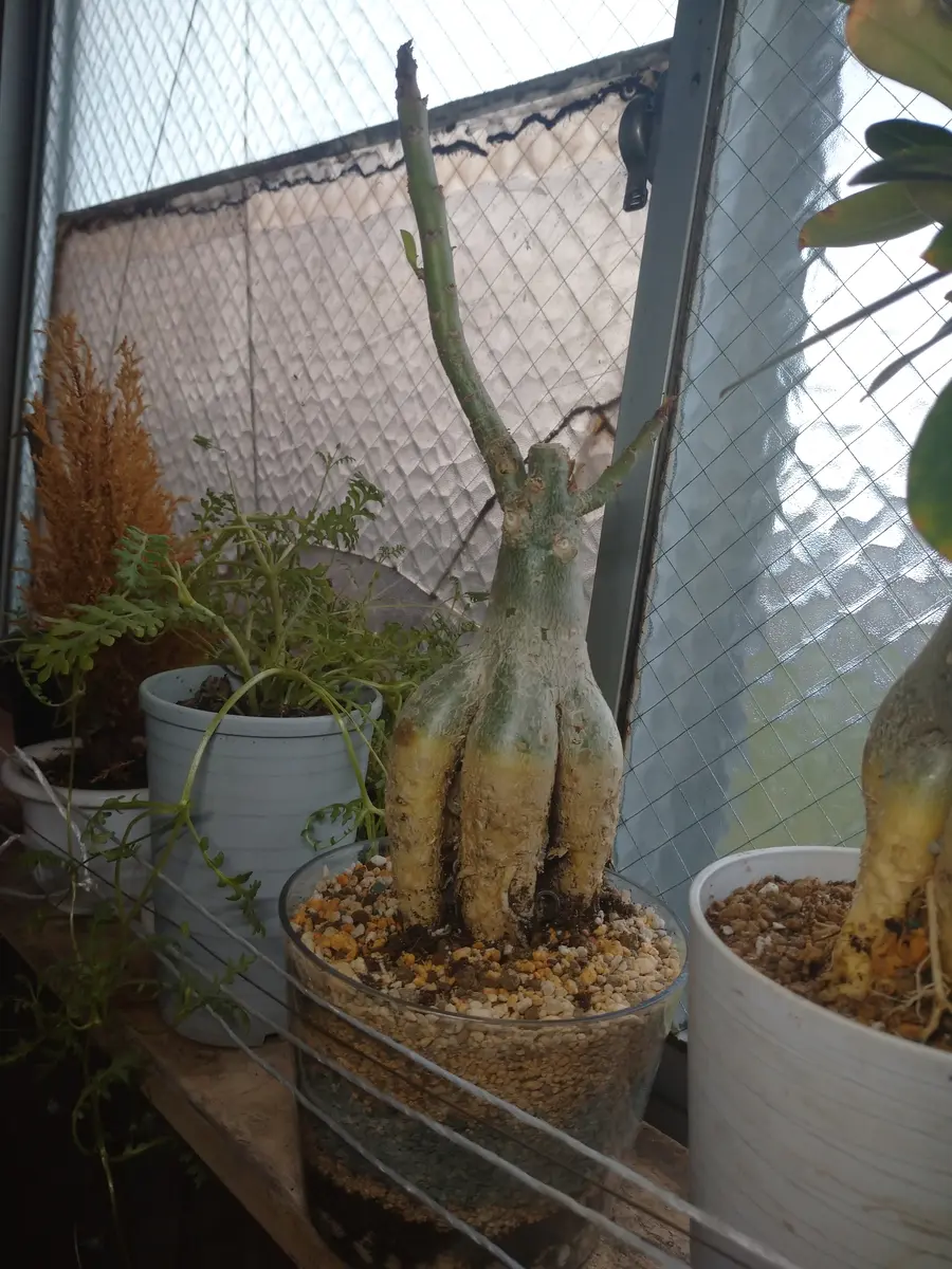 タコ足アデニウム｜園芸日記by丸善｜みんなの趣味の園芸｜1443750