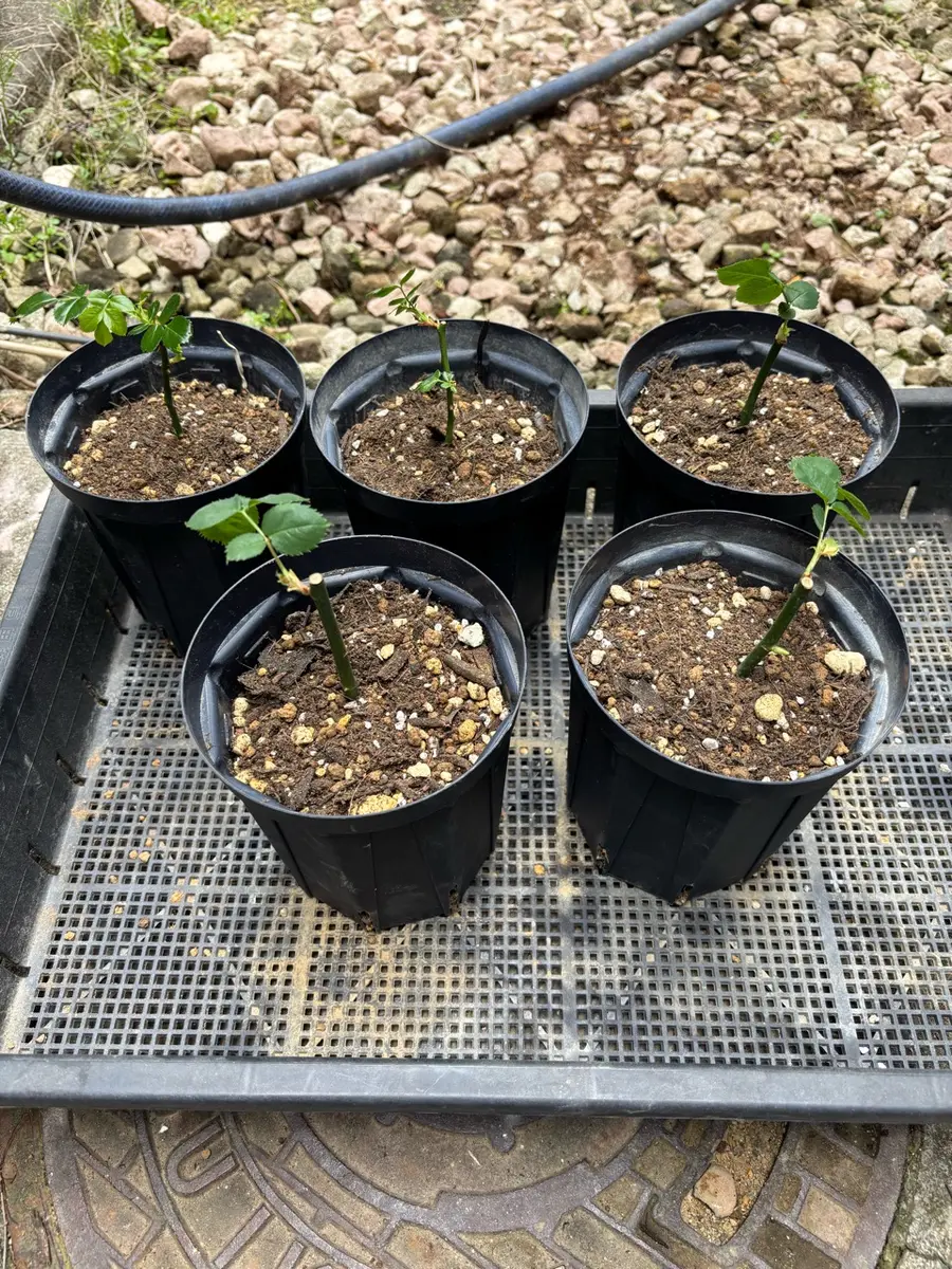 挿し木苗の鉢上げと野菜植え込み〔写真1枚目〕-春嵐さんの日記