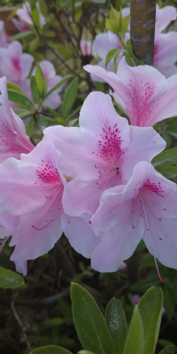 ツツジ満開花🌿｜園芸日記byhiro4-hima-hima｜みんなの趣味の園芸｜1444136