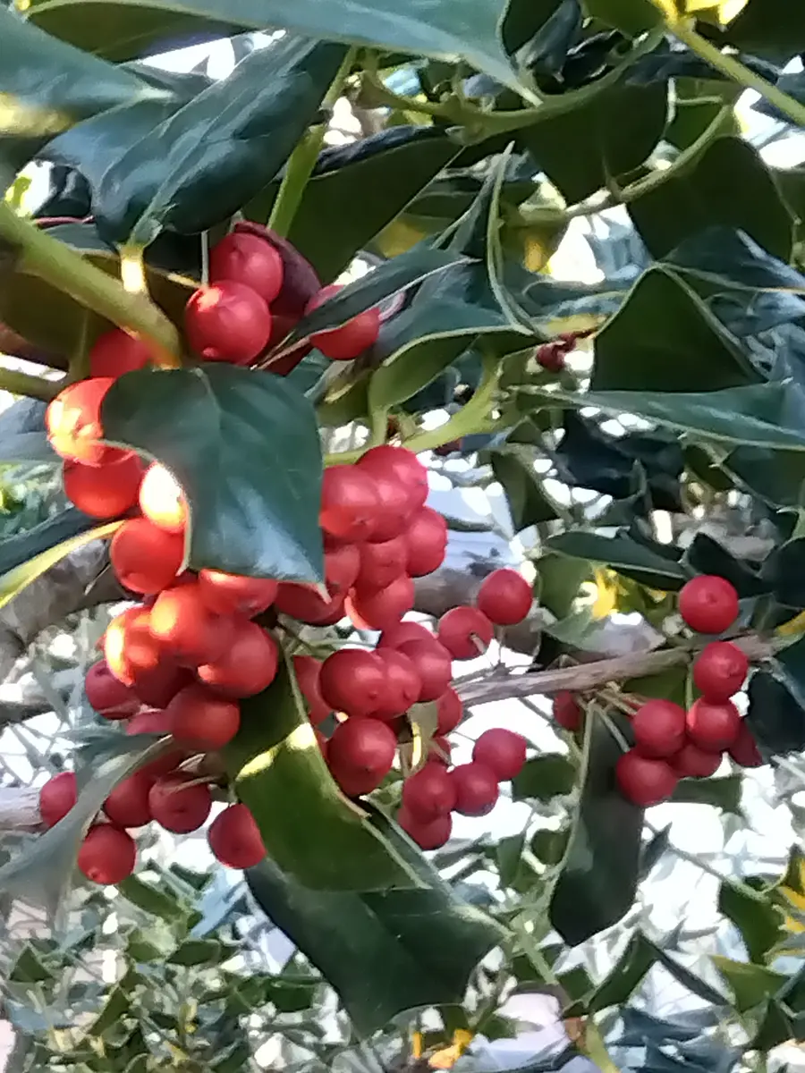 クリスマスホーリー（西洋柊）｜園芸日記byツボクレ44｜みんなの趣味
