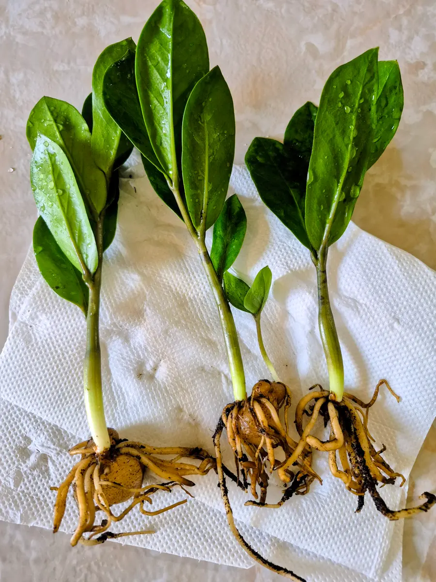 ★確認用画像です★ ザミオクルカス　根詰まり手前　2鉢に植え替える ザミオクルカス植え替え｜園芸日記byももんちゃん｜みんなの趣味の園芸
