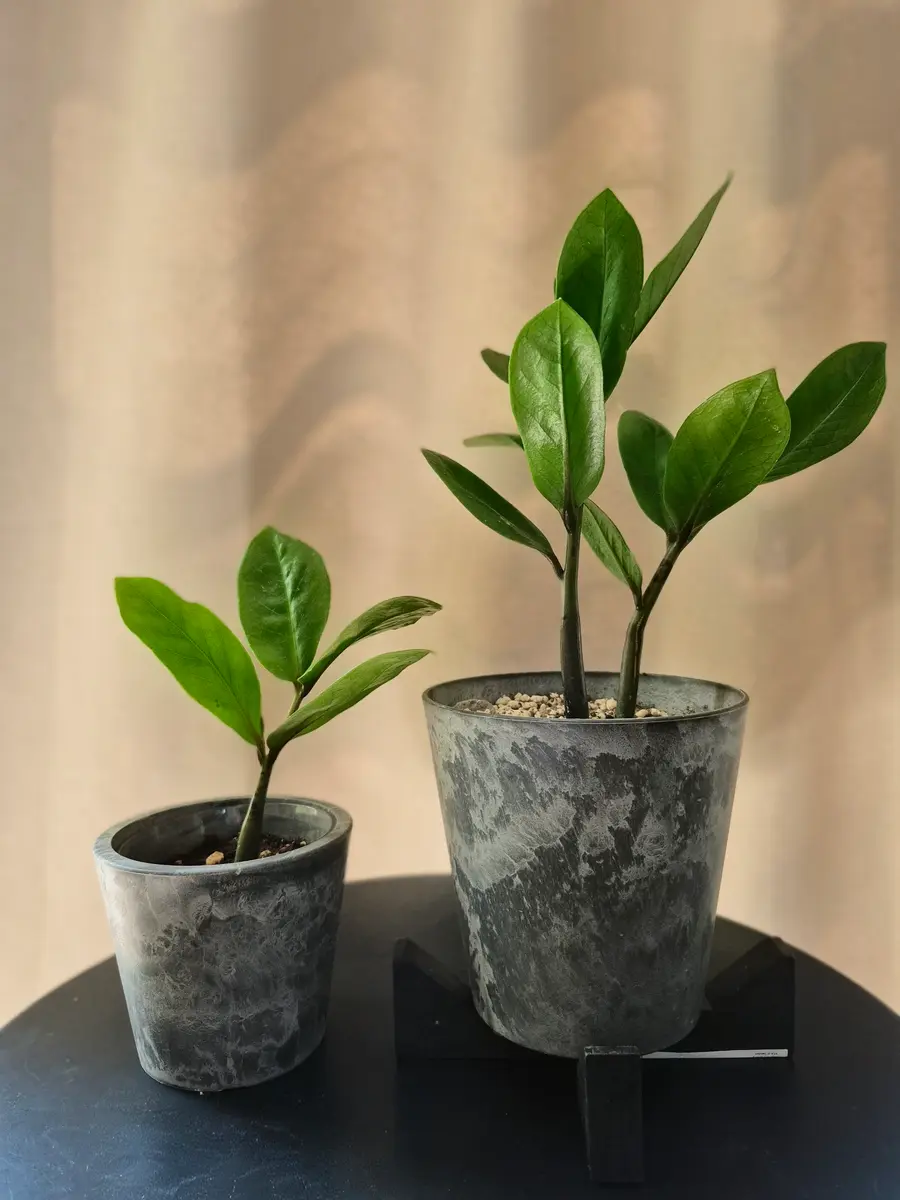 ザミオクルカス植え替え｜園芸日記byももんちゃん｜みんなの趣味の園芸