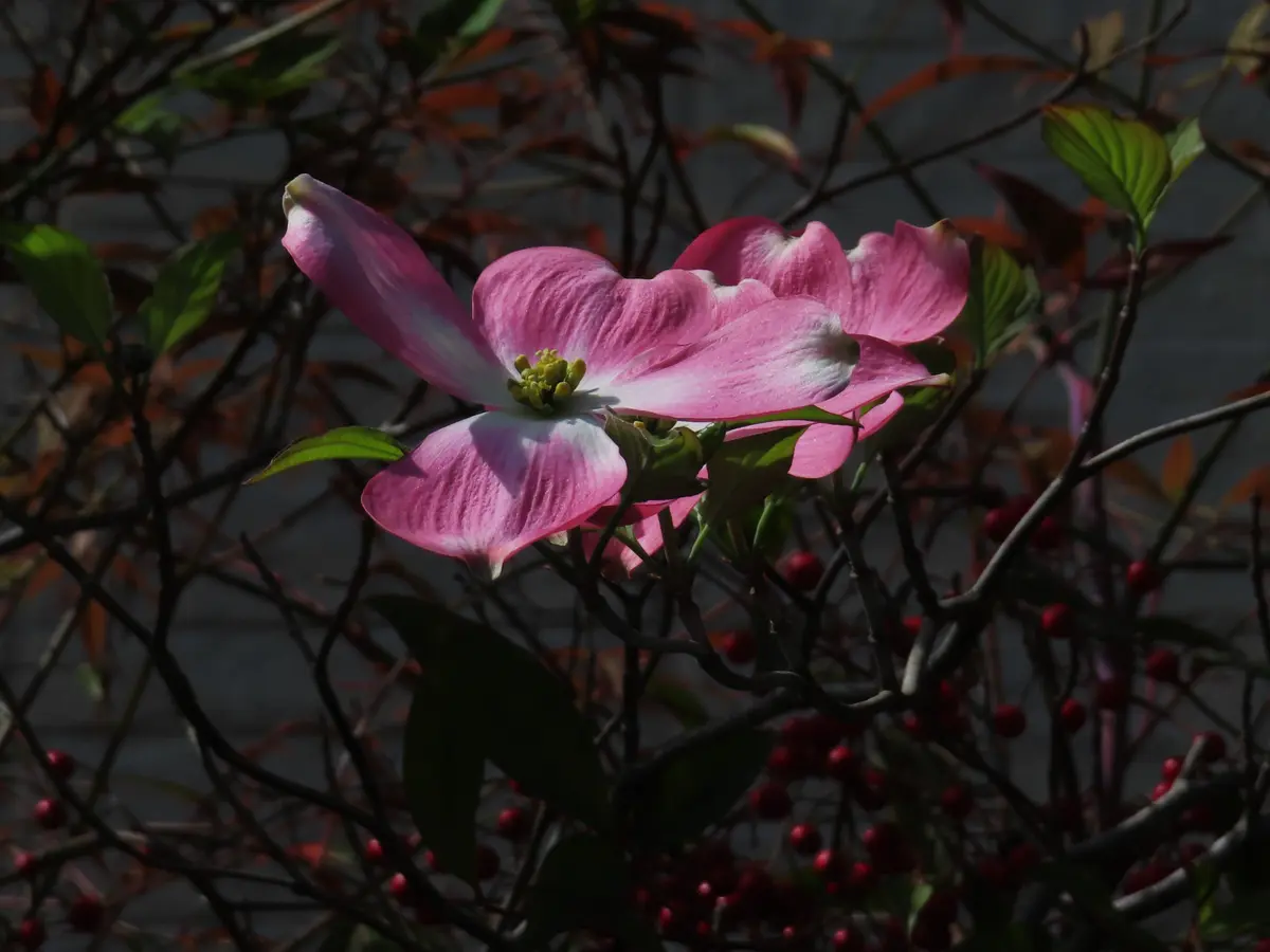 ⭐️大型⭐️ハナミズキ ハナミズキの開花｜園芸日記byichan｜みんなの趣味の園芸｜1444880