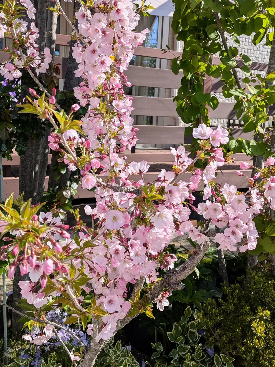 ピンクの花｜園芸日記byひろガーデン｜みんなの趣味の園芸｜1444920