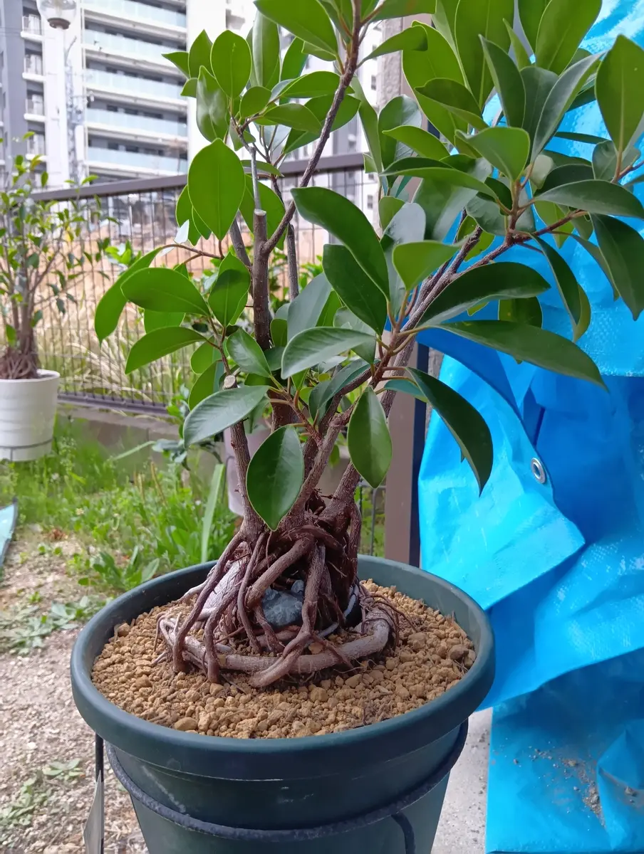 ガジュマルも植え替え〜🌳｜園芸日記by桜雨｜みんなの趣味の園芸｜1444987