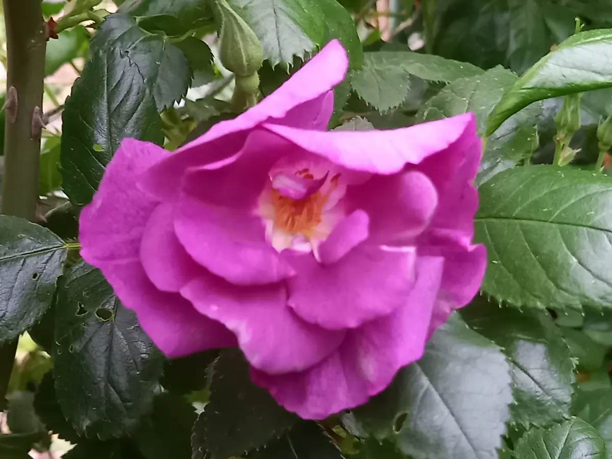 いちさま　バラ ありがとうございます♪🌹