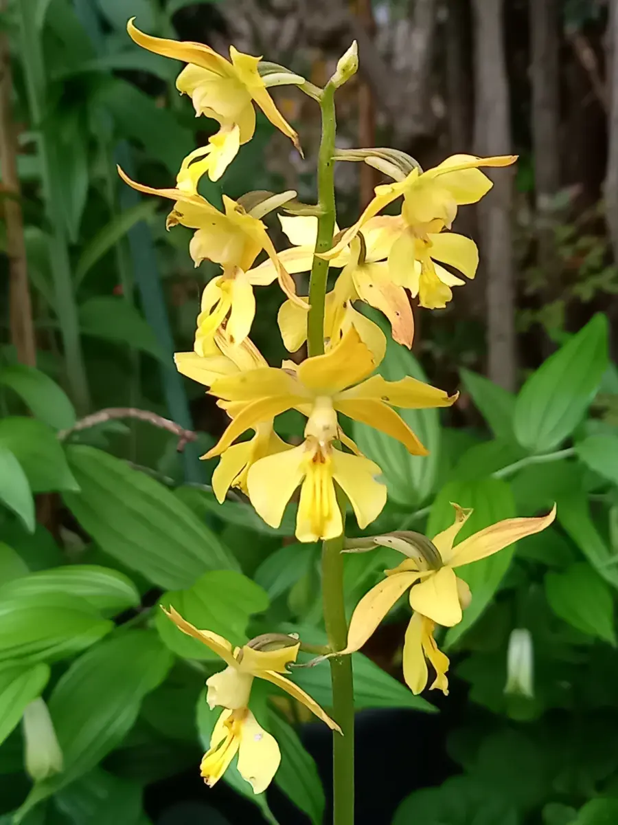 黄色の花｜園芸日記byこんちゃん｜みんなの趣味の園芸｜1445020