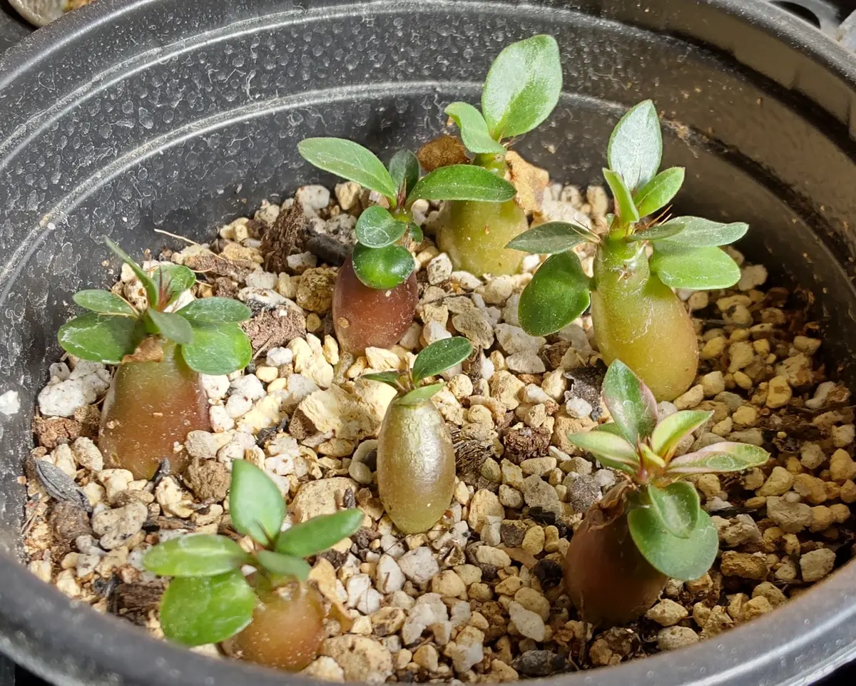 パキポディウム　サキュレンタム　斑入り パキポディウムサキュレンタム｜園芸日記by蒙古斑｜みんなの趣味の園芸