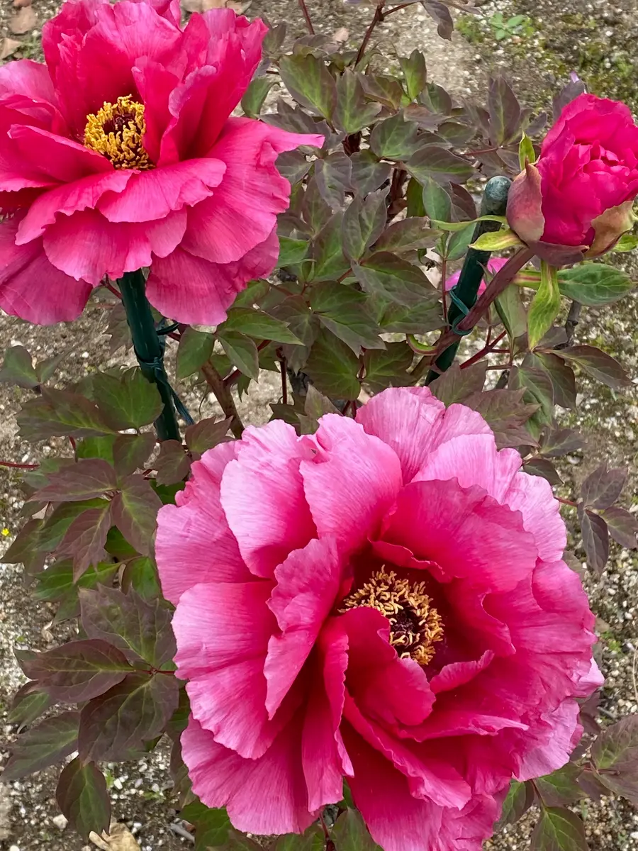 牡丹と薔薇(✿◡‿◡)｜園芸日記byあきっぴ～｜みんなの趣味の園芸｜1445094