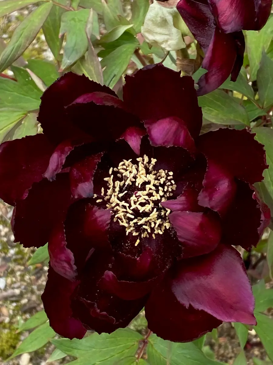 牡丹と薔薇(✿◡‿◡)｜園芸日記byあきっぴ～｜みんなの趣味の園芸｜1445094