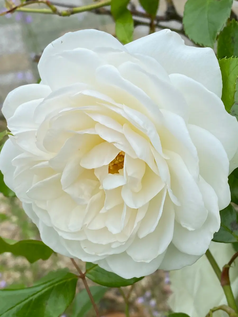牡丹と薔薇(✿◡‿◡)｜園芸日記byあきっぴ～｜みんなの趣味の園芸｜1445094