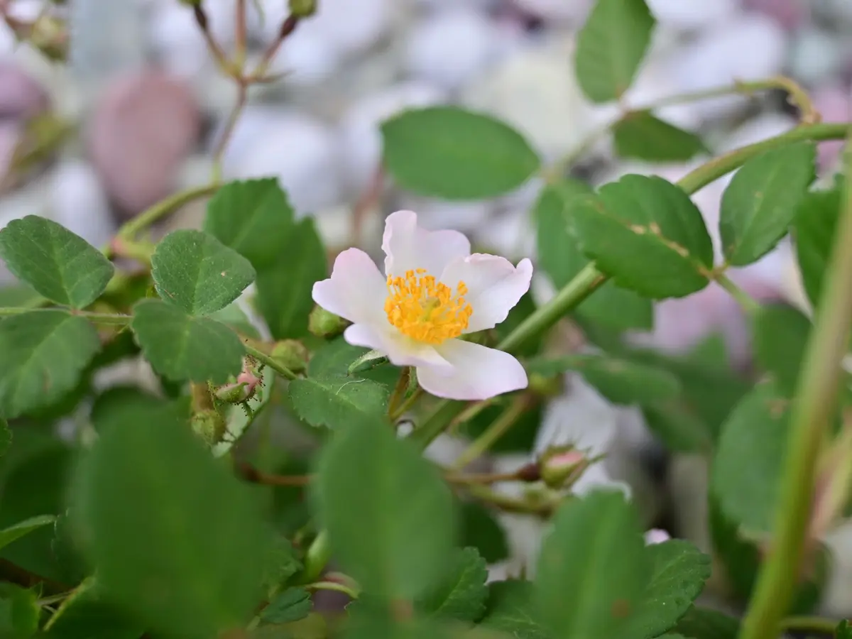 ノイバラ｜園芸日記byえひめみかん｜みんなの趣味の園芸｜1445366