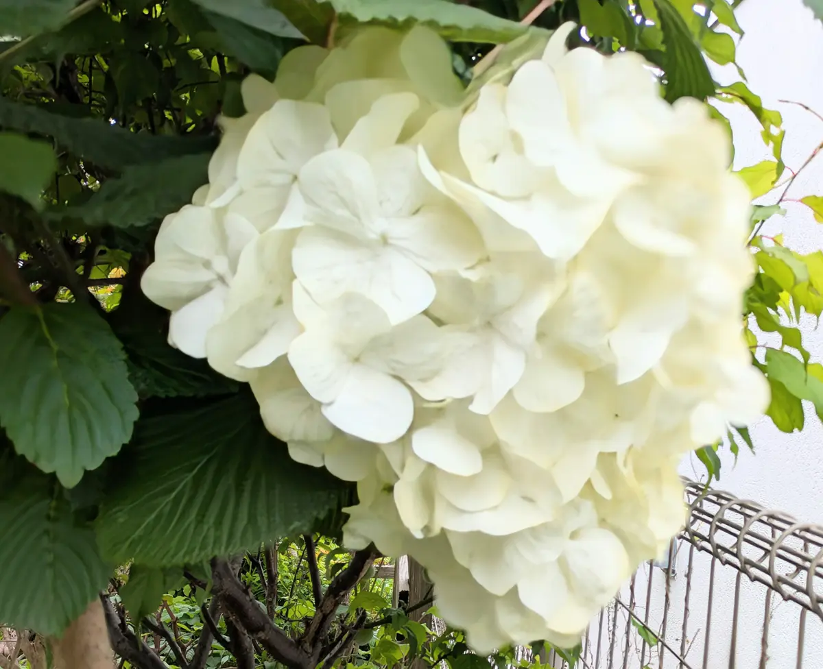 オオデマリの白い花｜園芸日記byjictenko｜みんなの趣味の園芸｜1445757