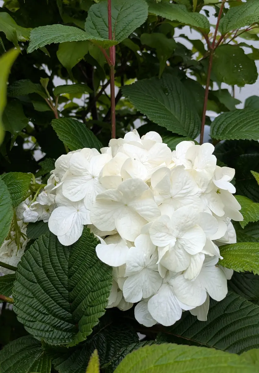 オオデマリの白い花｜園芸日記byjictenko｜みんなの趣味の園芸｜1445757