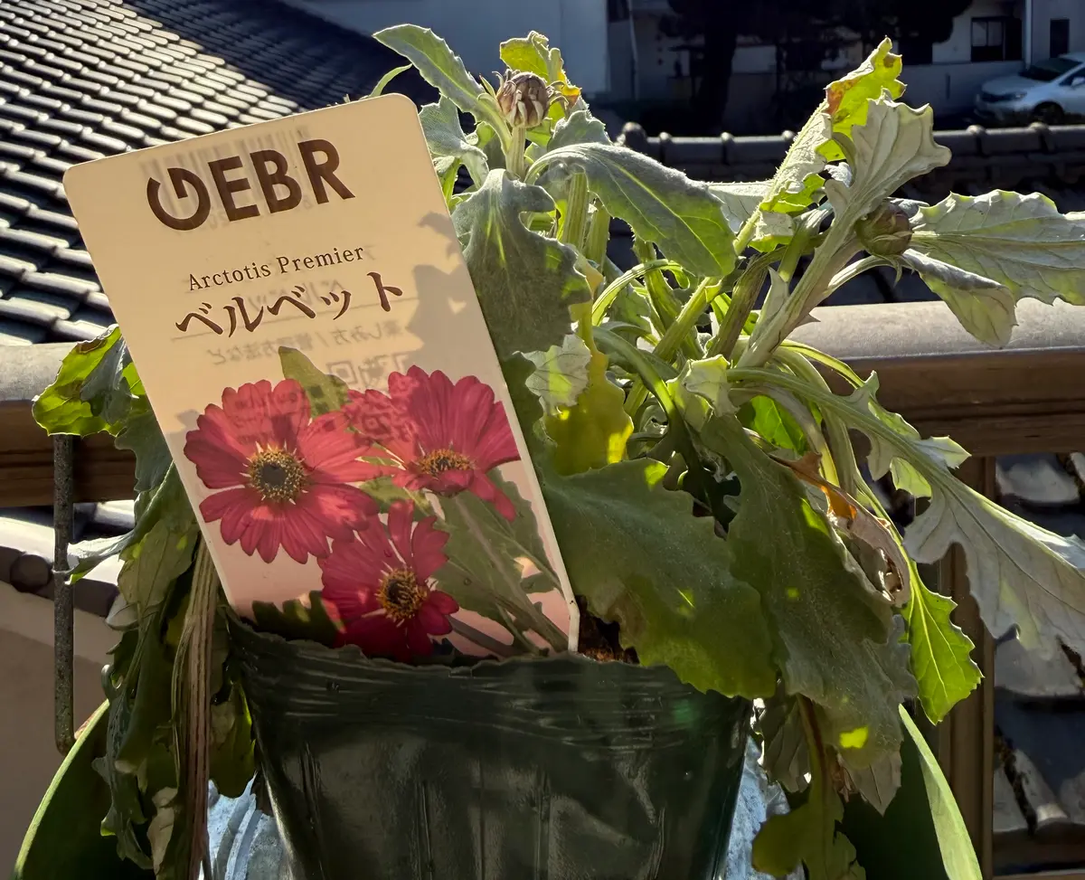 ゲブラ アークトチスプレミア｜園芸日記byUSK♫｜みんなの趣味の園芸