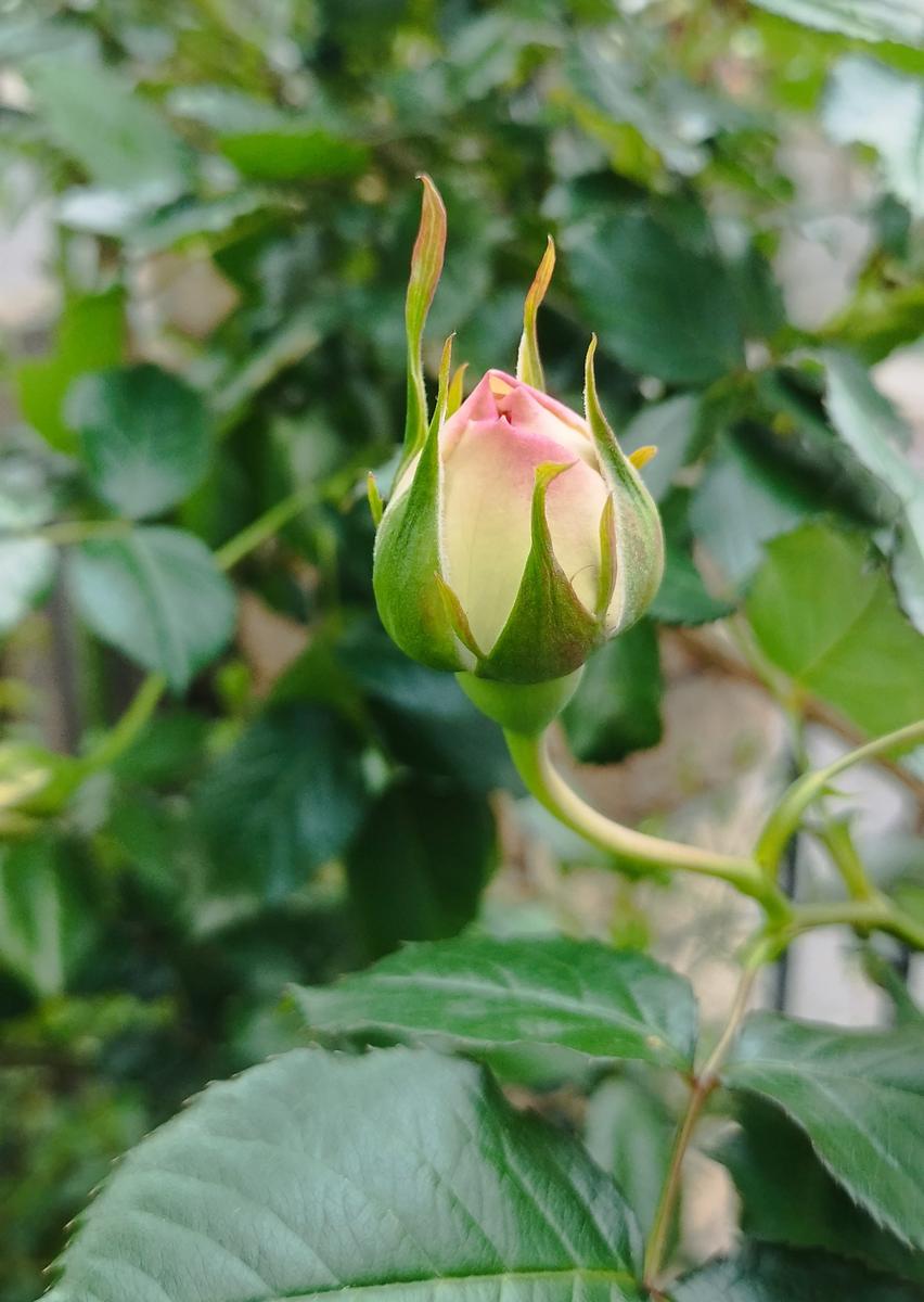 まだ固いバラの蕾🌹｜園芸日記byことりちこ｜みんなの趣味の園芸｜1446359