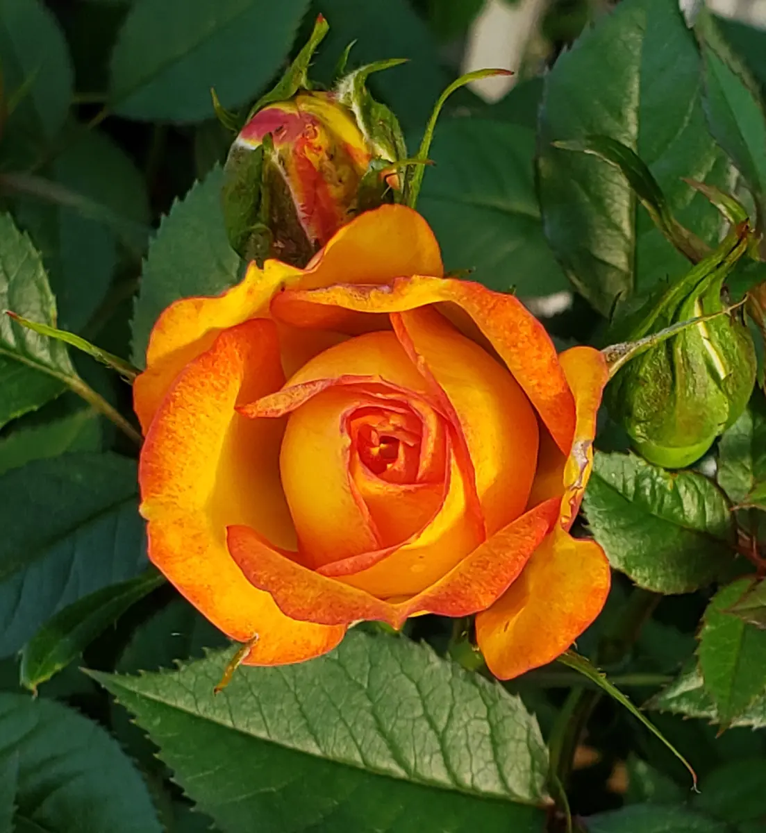 オレンジのミニ薔薇がさきました🙌｜園芸日記byみどりガーデン