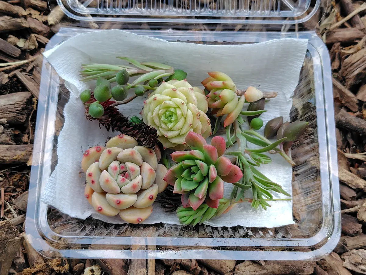 その他多肉植物 Hiroki Kawai こんばんは😊 @hiro.10312 さんの多肉届きました😍 明日27（日）8時半