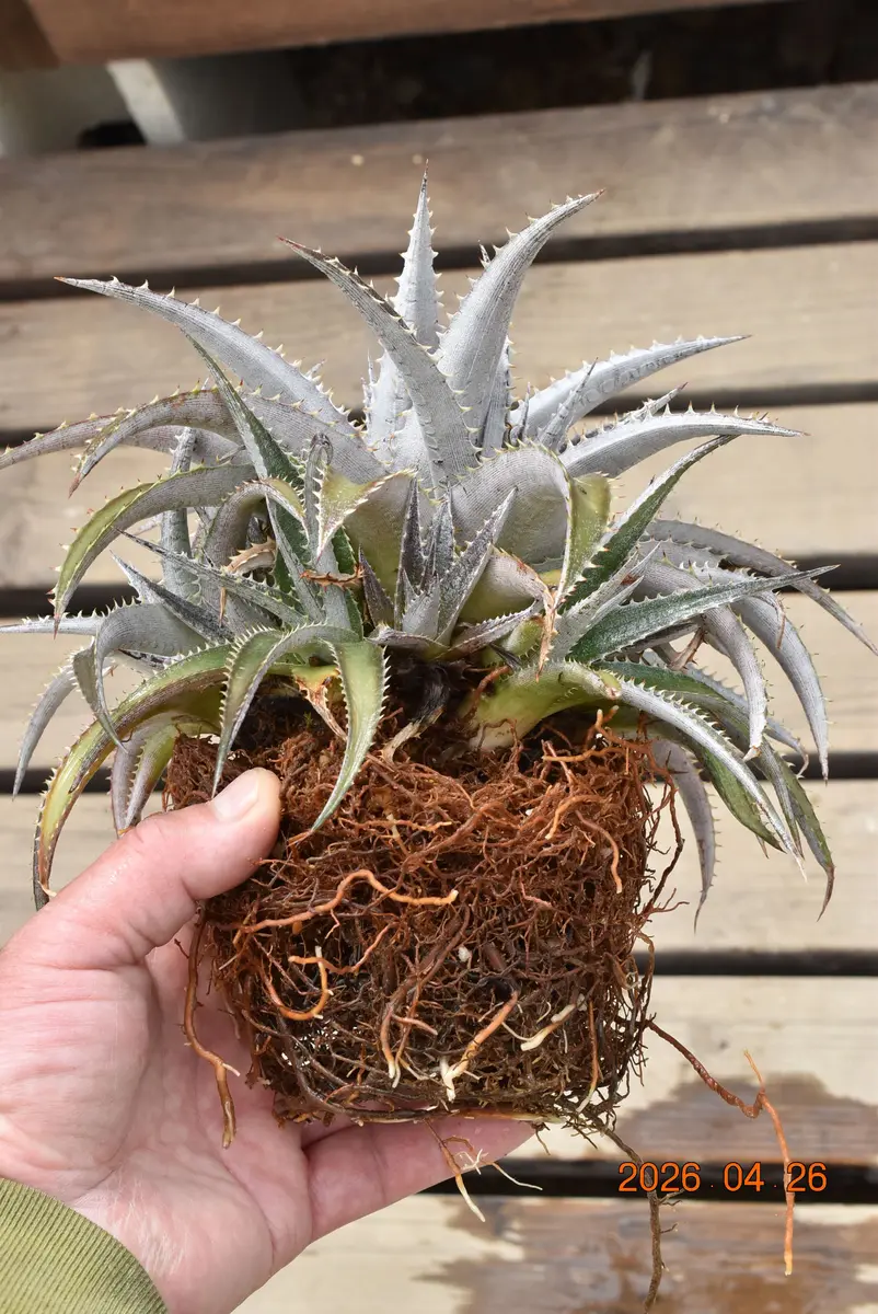 根詰まりしたディッキアの植え替え（その1）｜園芸日記by鹿せんべい
