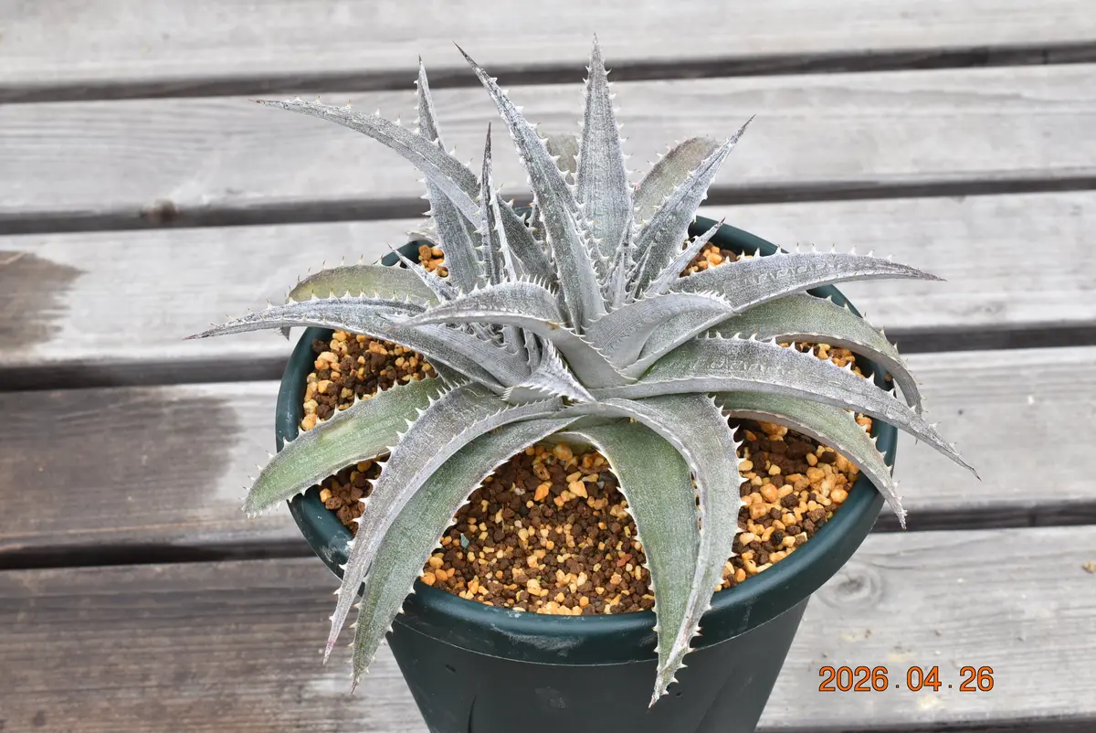 根詰まりしたディッキアの植え替え（その3）｜園芸日記by鹿せんべい