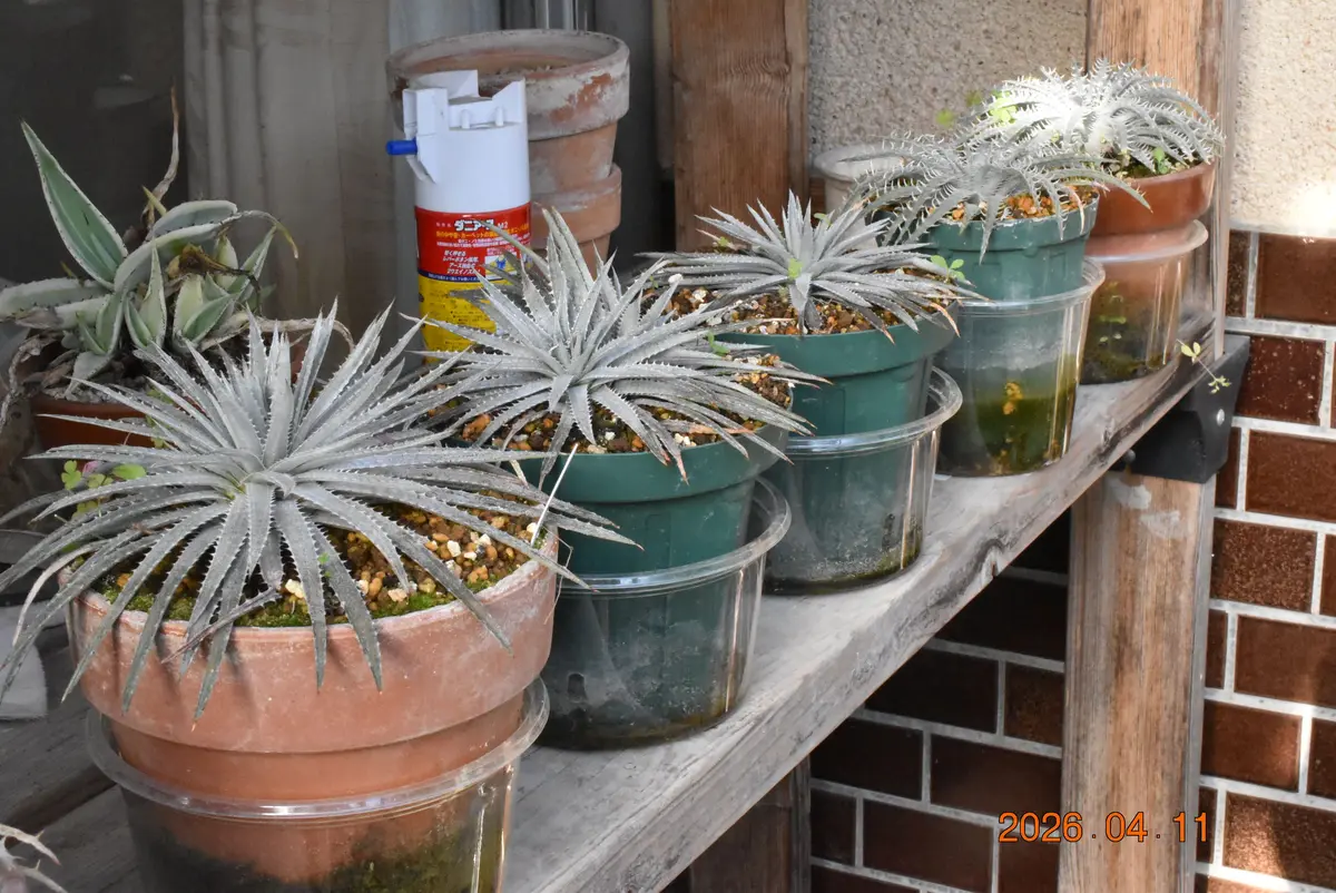 根詰まりしたディッキアの植え替え（その3）｜園芸日記by鹿せんべい