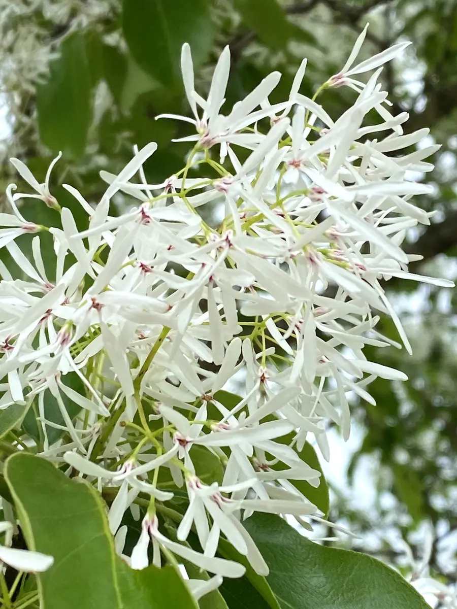 目移りしっぱなしのお花たち😍 🤣〔写真2枚目〕-あきっぴ~さんの日記|みんなの趣味の園芸2026/04/27