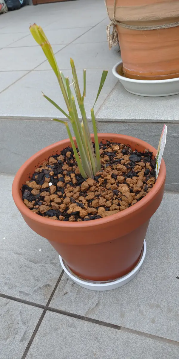 レモングラス苗　関東の虎 レモングラス苗鉢植えに🌿｜園芸日記byhiro4-hima-hima｜みんなの趣味