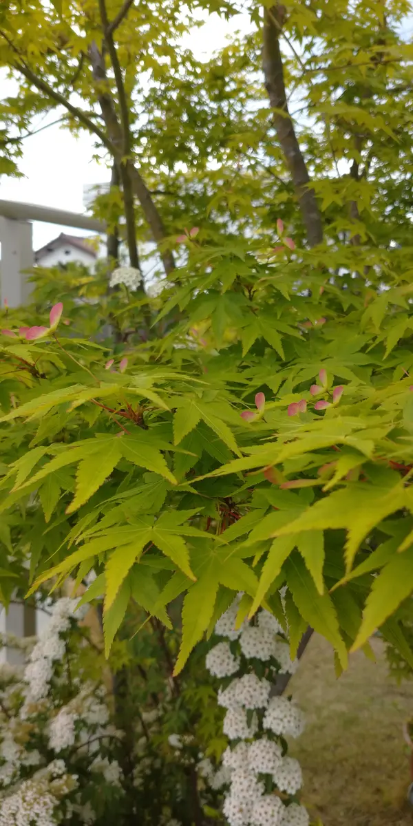 レモングラス苗鉢植えに🌿｜園芸日記byhiro4-hima-hima｜みんなの趣味