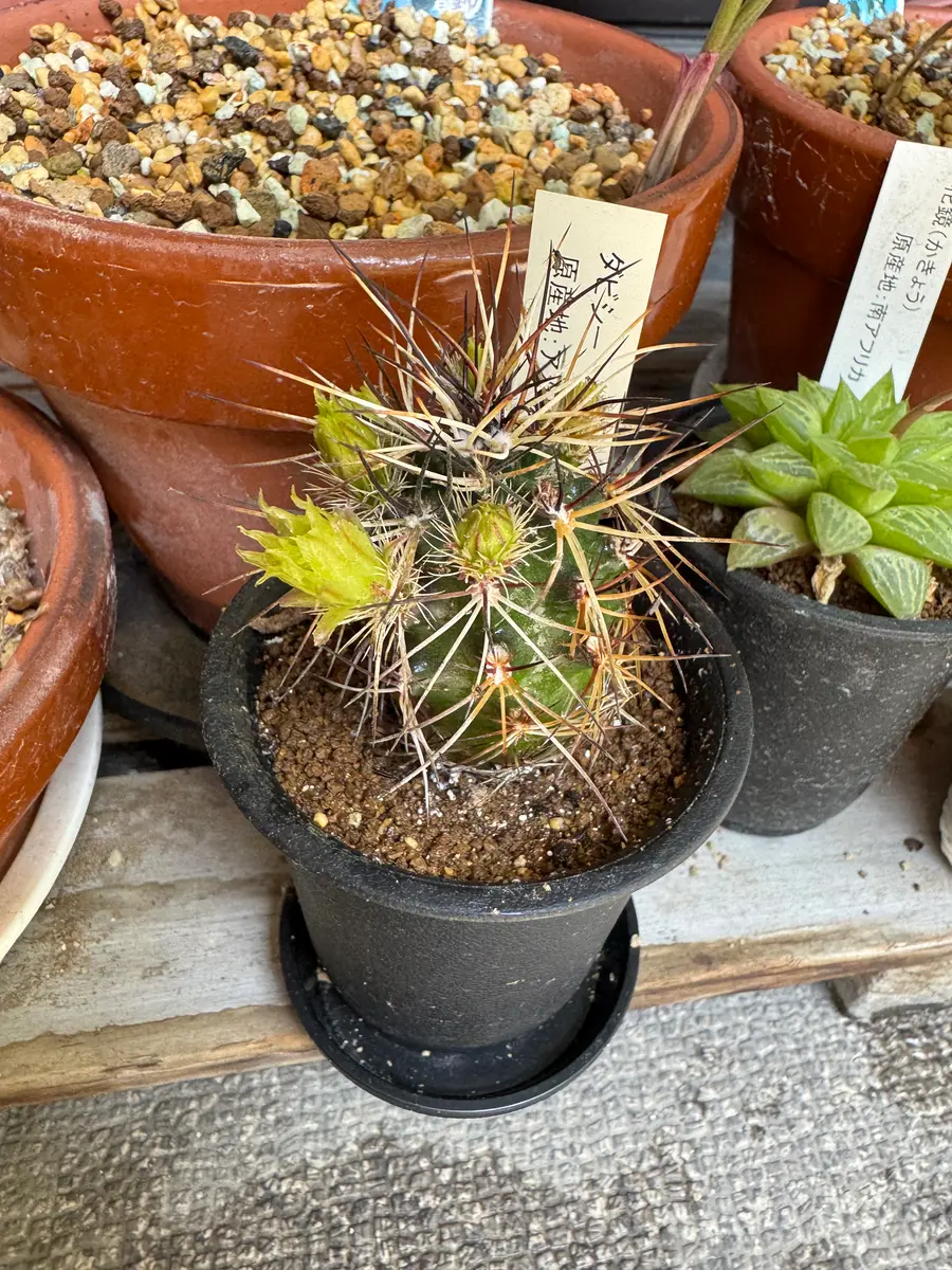 ギムノカリキウムの日記一覧|さすらふ花好きさんの園芸日記-みんなの