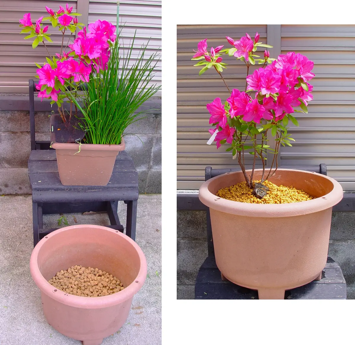 壺　植栽 ⠀ 【イベント出店｜植の市】 2026.4.5 ご来場いただきありがとうご