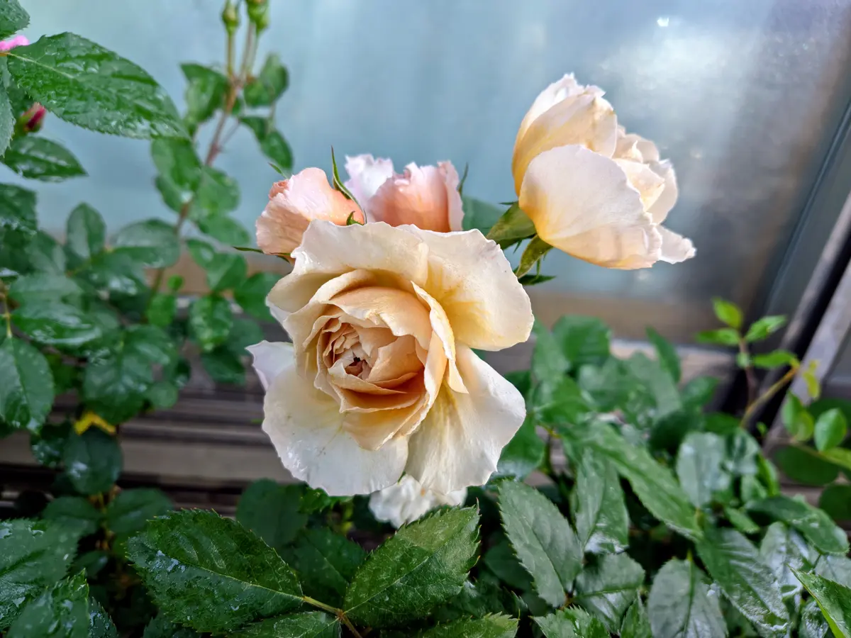 今朝の薔薇🌹和ばら「シャルロットペリアン」「つきひ」アンダー·ザ