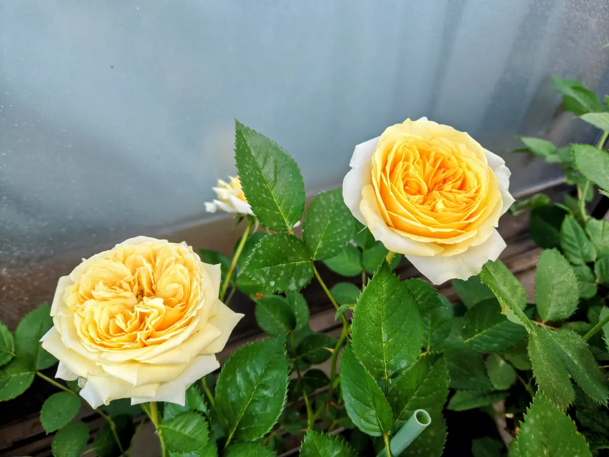 今朝の薔薇🌹和ばら「シャルロットペリアン」「つきひ」アンダー·ザ