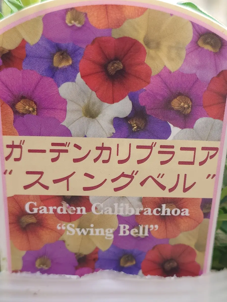 【商談中】ガーデンカリブラコア　スイングベル追記 スイングベル(カリブラコア)お迎え👍｜園芸日記byNash｜みんなの趣味の