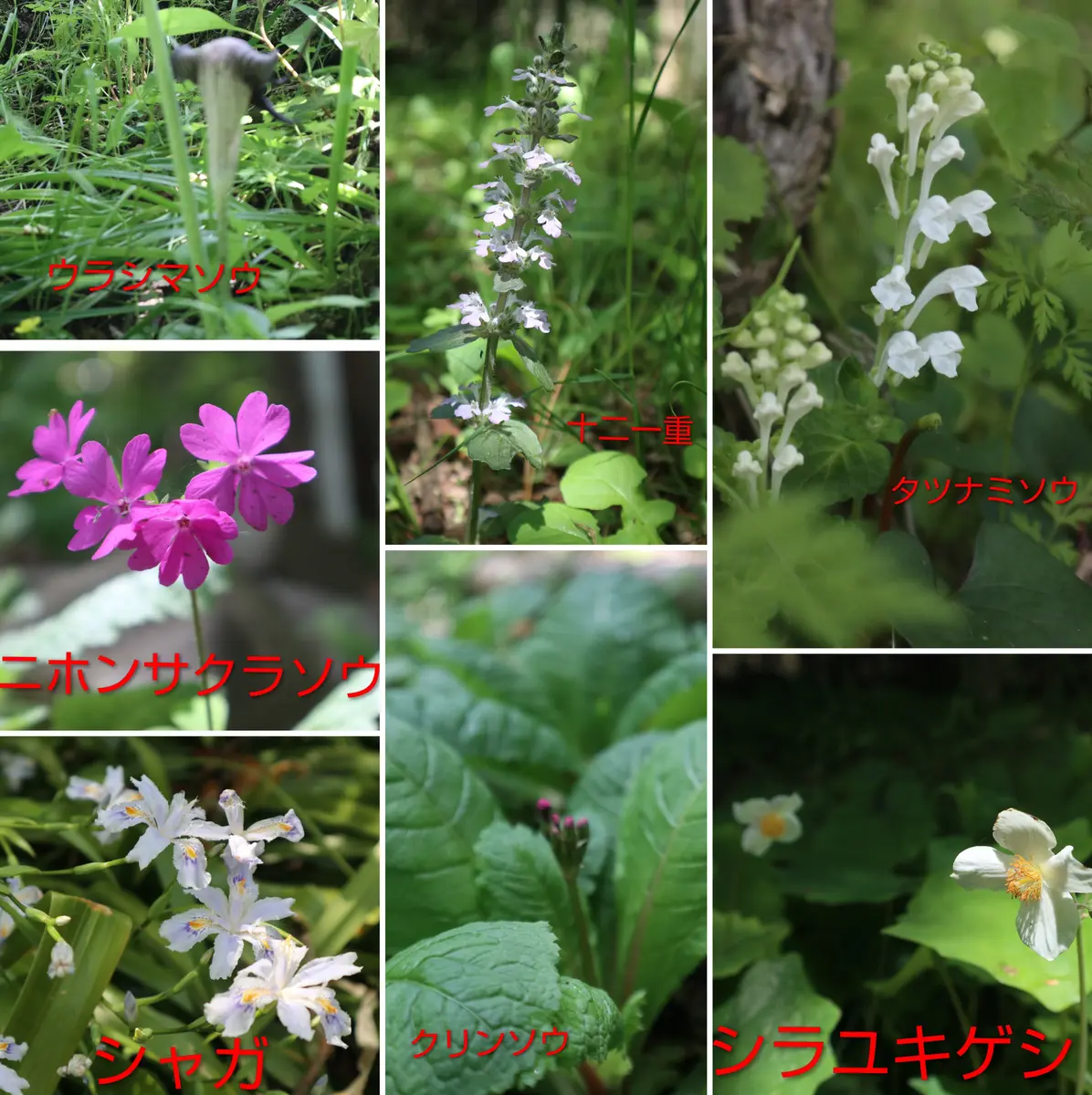 熊谷草（クマガイソウ）を観に 🚗｜園芸日記bywhitebear｜みんなの趣味