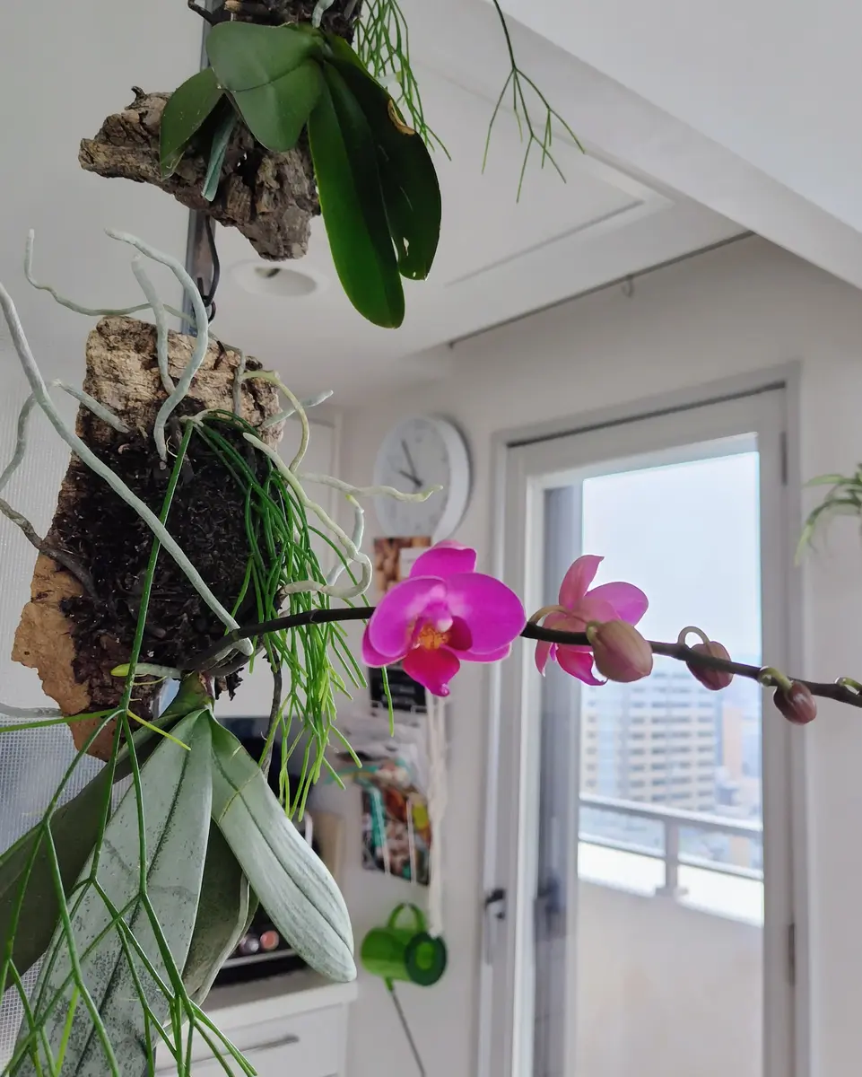 コルク付け胡蝶蘭の開花｜園芸日記byhrt_ask｜みんなの趣味の園芸｜1447869
