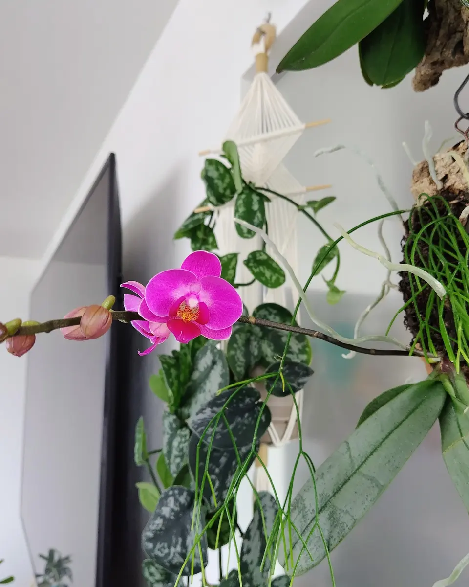 コルク付け胡蝶蘭の開花｜園芸日記byhrt_ask｜みんなの趣味の園芸｜1447869