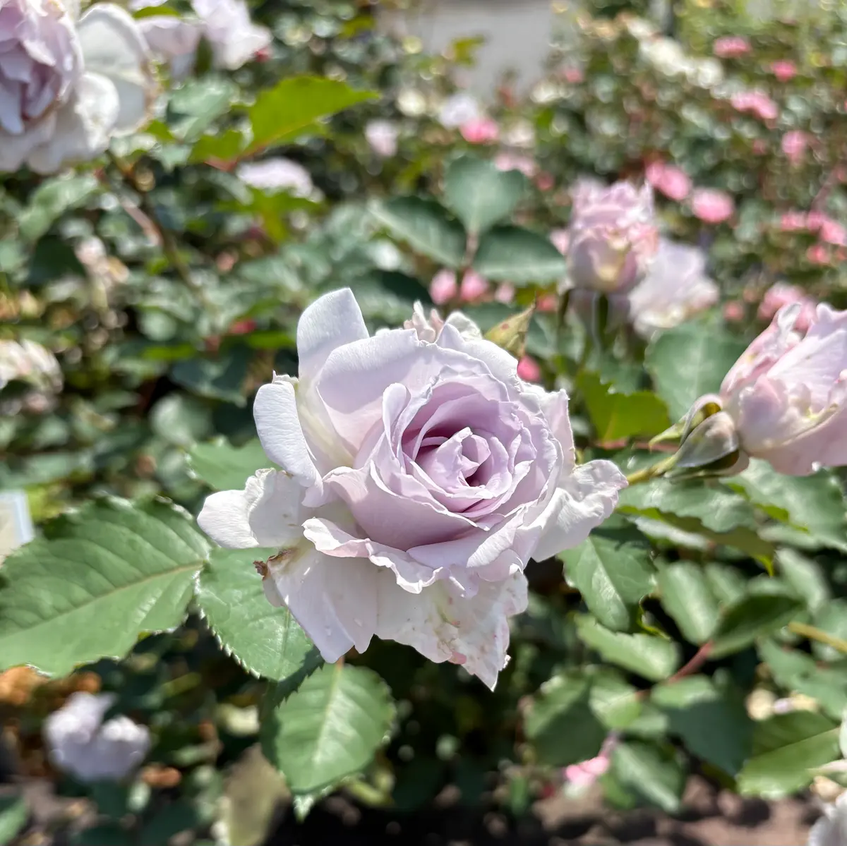 エコパーク水俣 バラ園｜園芸日記byケヤキりんどう｜みんなの趣味の