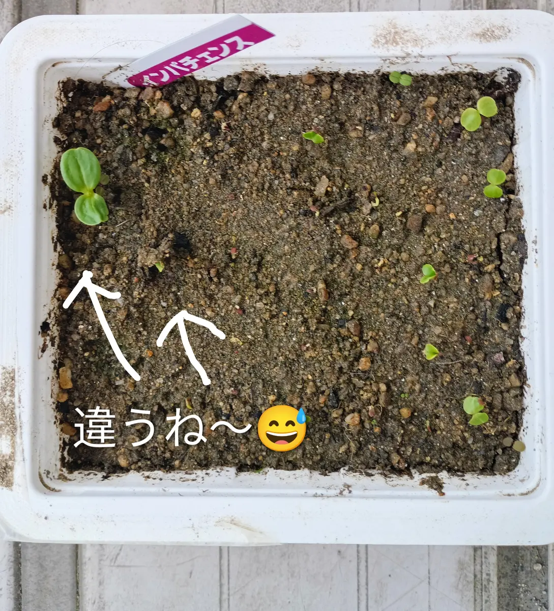 インパチェンス💚種蒔きから2週間😽🎶｜園芸日記by明日香hitomi
