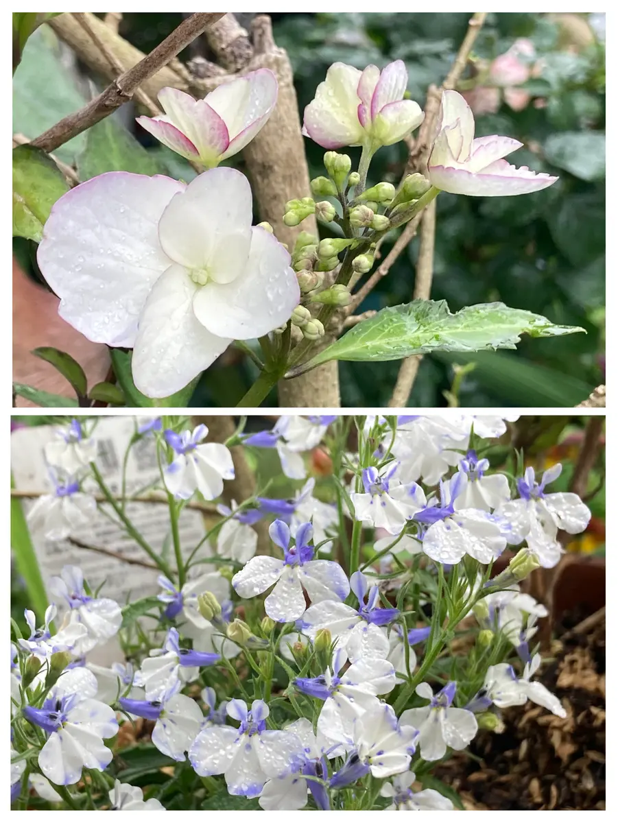 ライチの花｜園芸日記byくーちゃん｜みんなの趣味の園芸｜1448435
