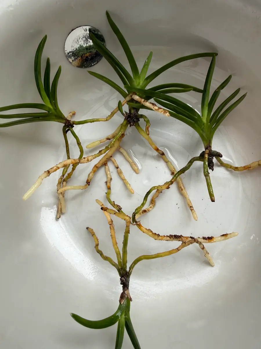 フウランの植え替え｜園芸日記byベリーベリー｜みんなの趣味の園芸