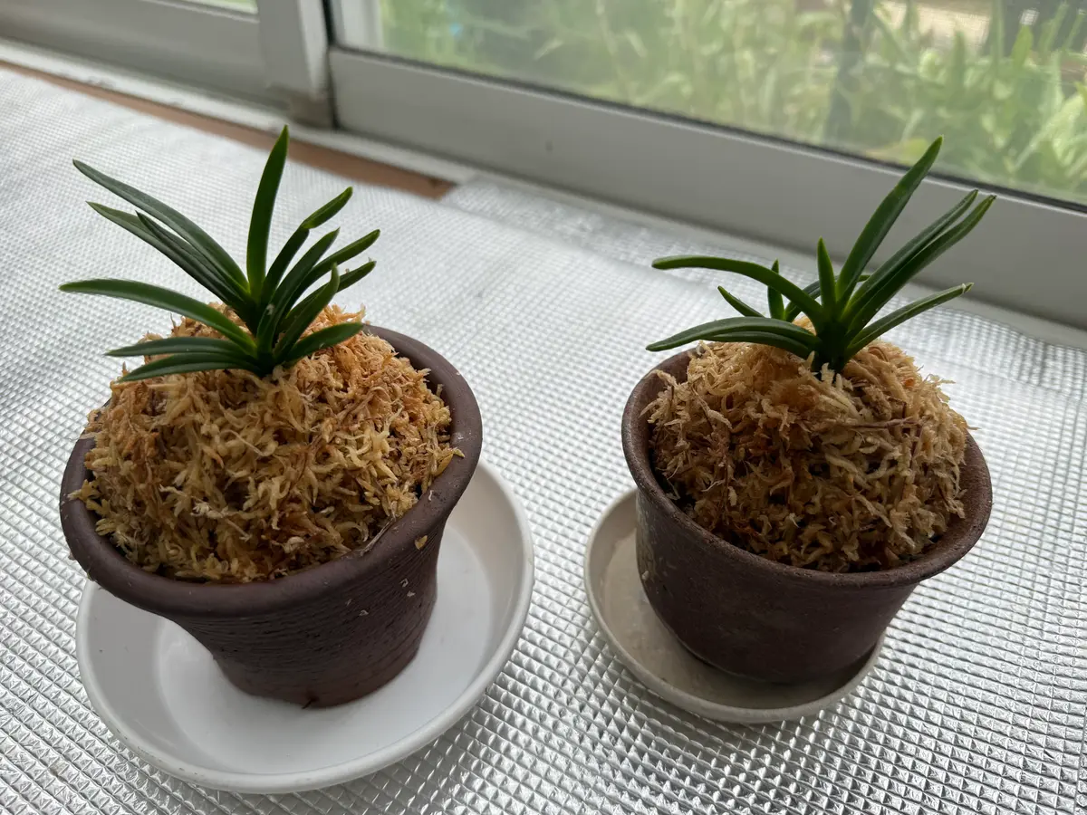フウランの植え替え｜園芸日記byベリーベリー｜みんなの趣味の園芸