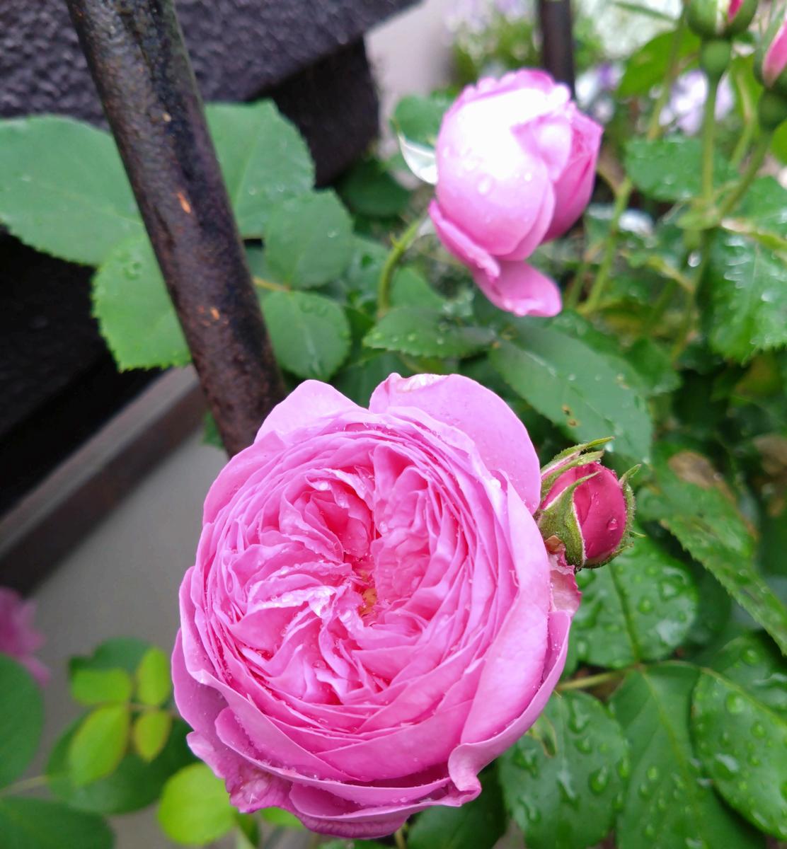 今日の薔薇｜園芸日記by花散る里｜みんなの趣味の園芸｜1448565