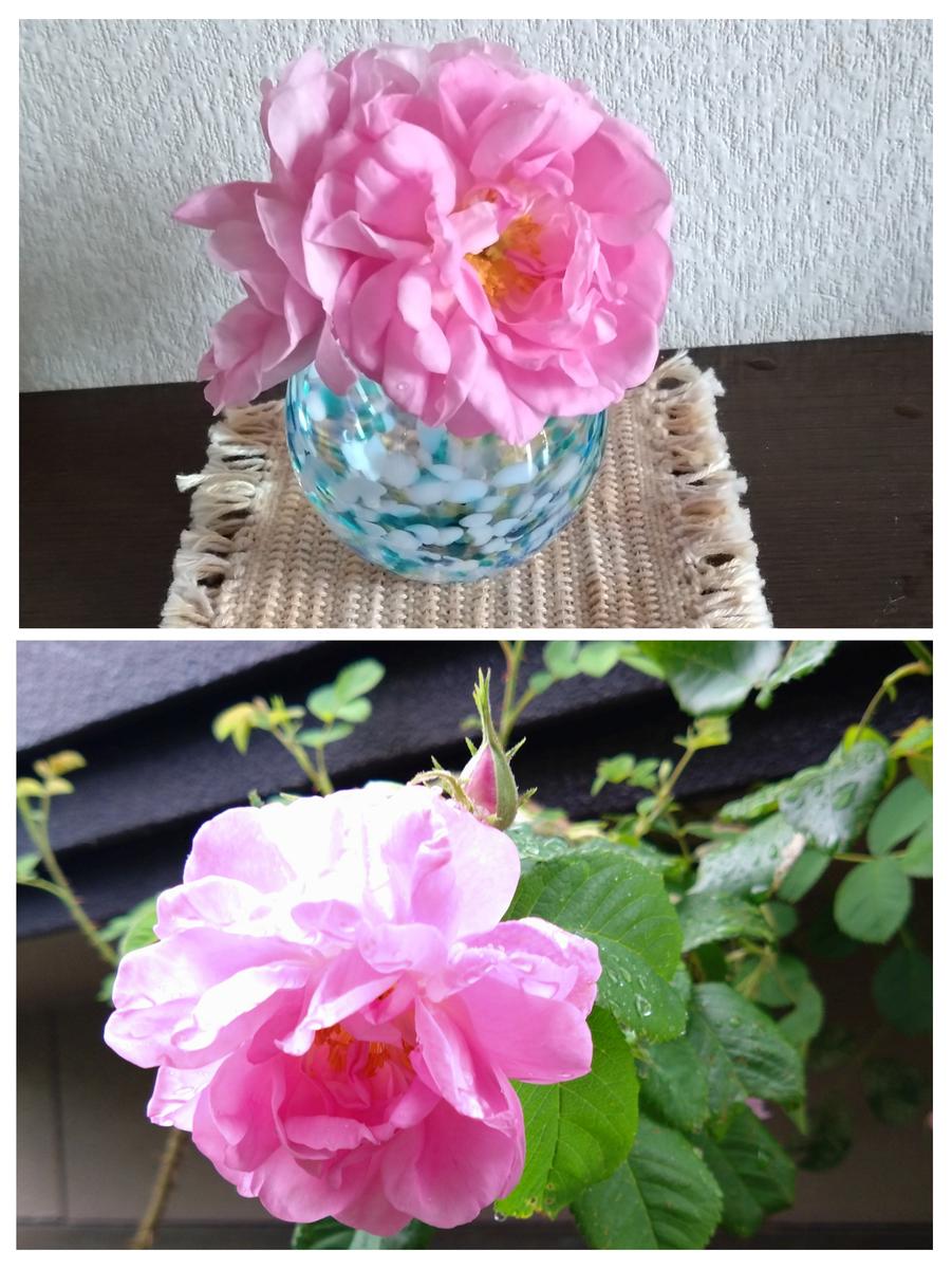 今日の薔薇｜園芸日記by花散る里｜みんなの趣味の園芸｜1448565