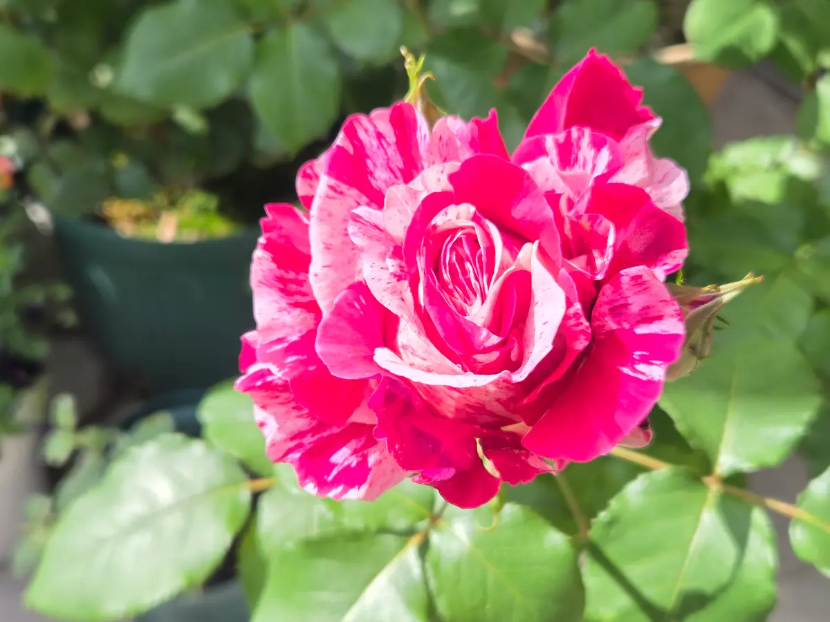 薔薇が咲きました！｜園芸日記byはルリビタキ｜みんなの趣味の園芸